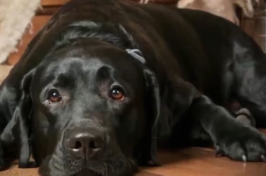 a sad black dog is lying on the laminate