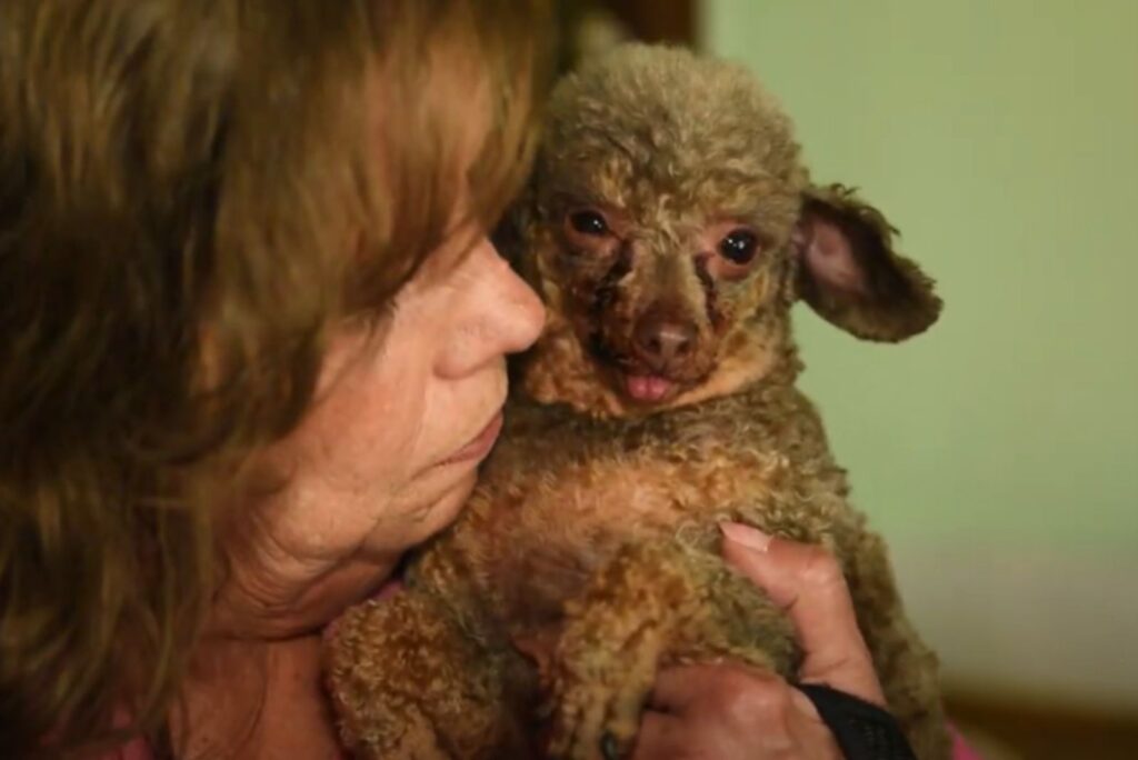 a shaggy dog ​​mocks in a woman's arms