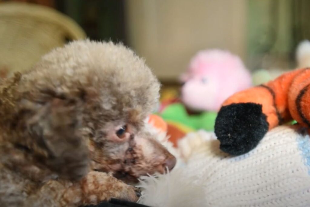 a shaggy dog ​​next to a knitted toy