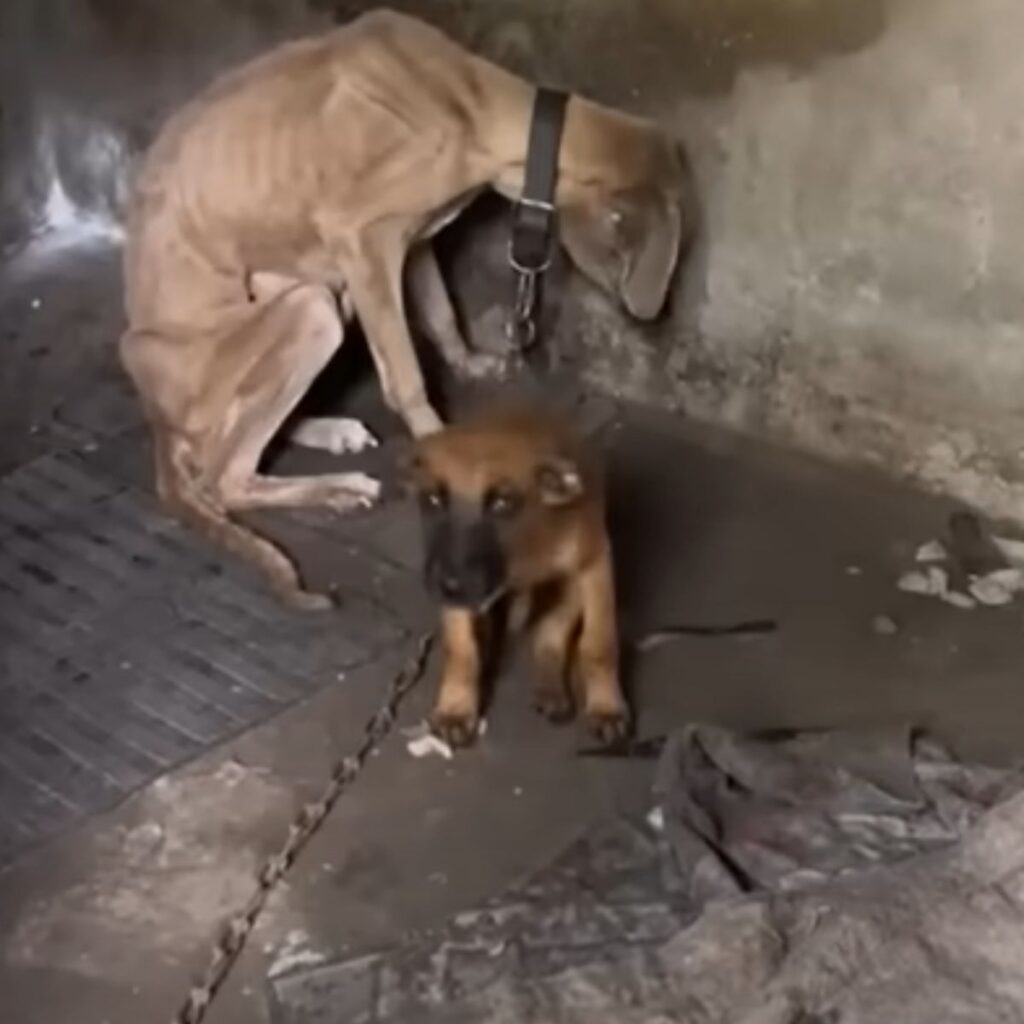 a tied and malnourished dog and a puppy standing next to him