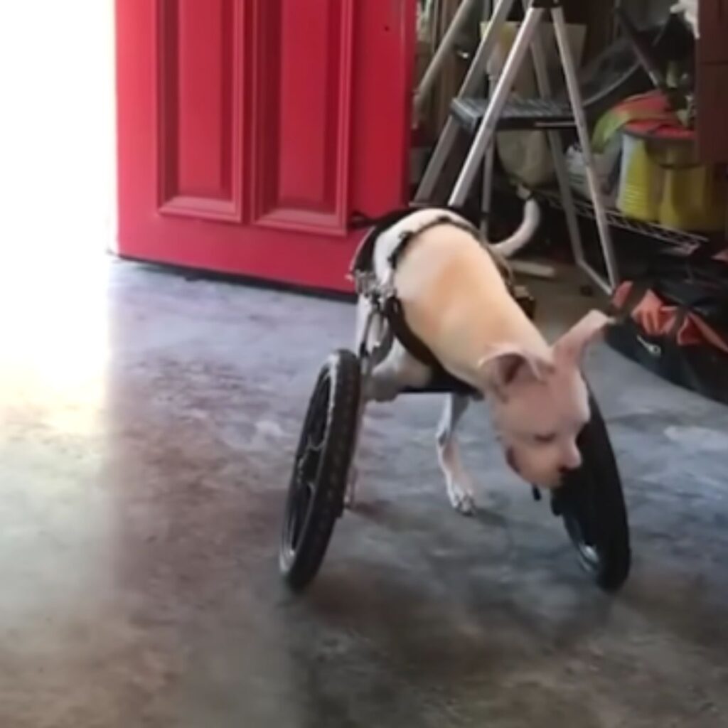 a two-legged dog with a wheelchair