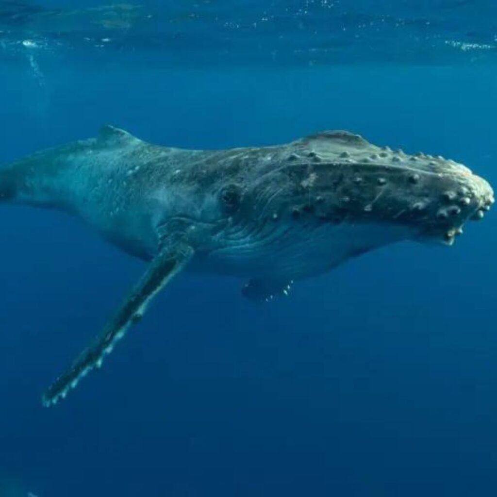 a whale in the water