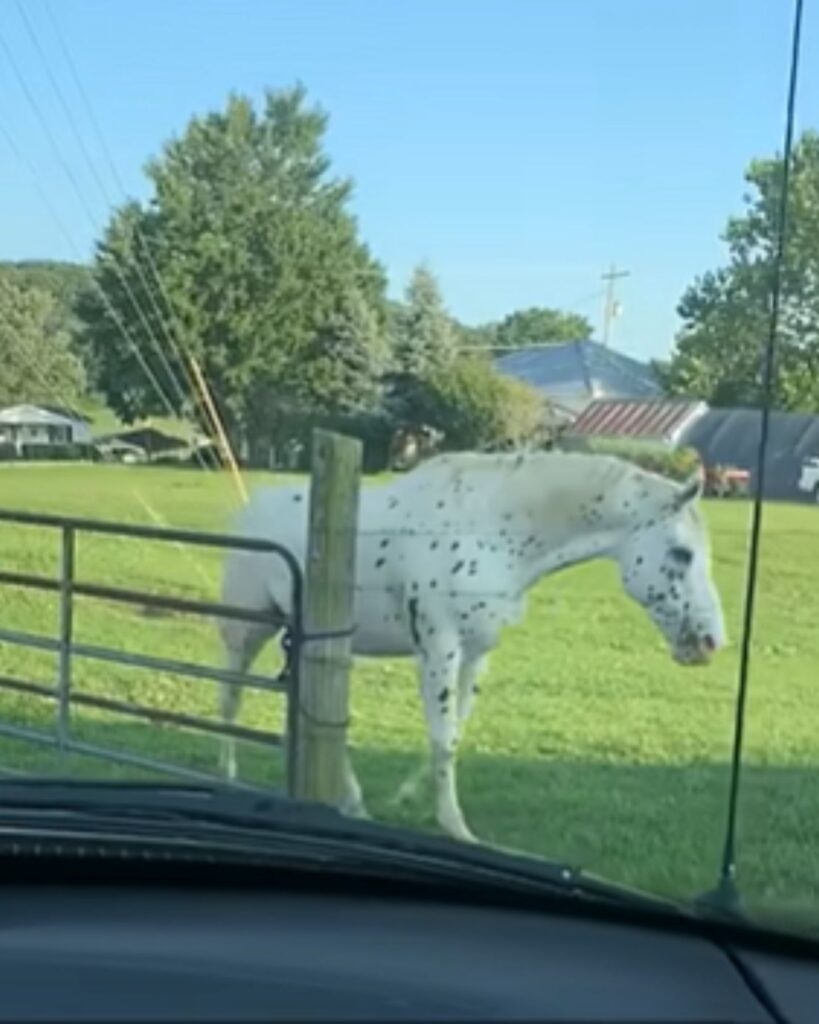 a white horse is walking in the meadow