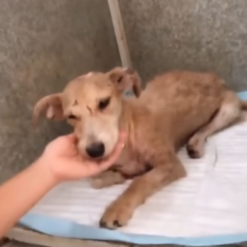 a woman caresses an attacked dog