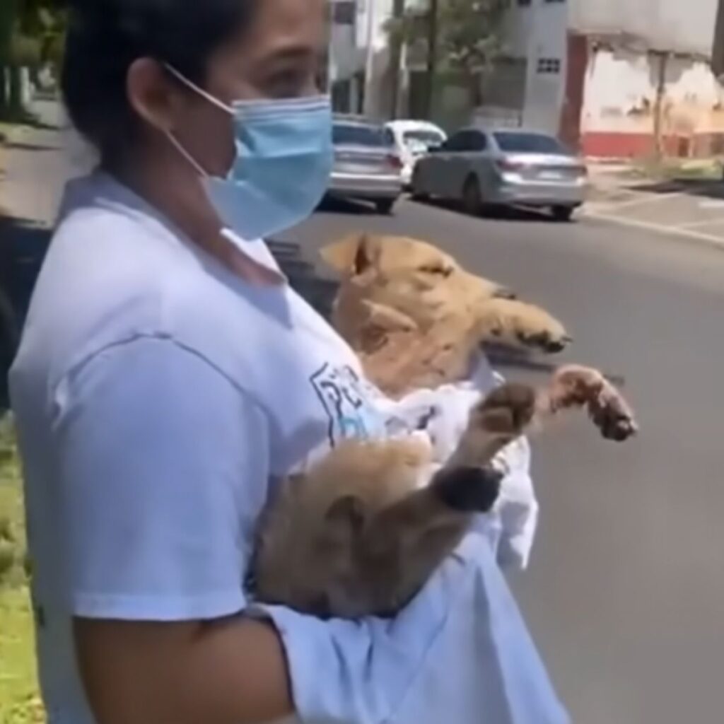 a woman is holding an attacked dog in her arms