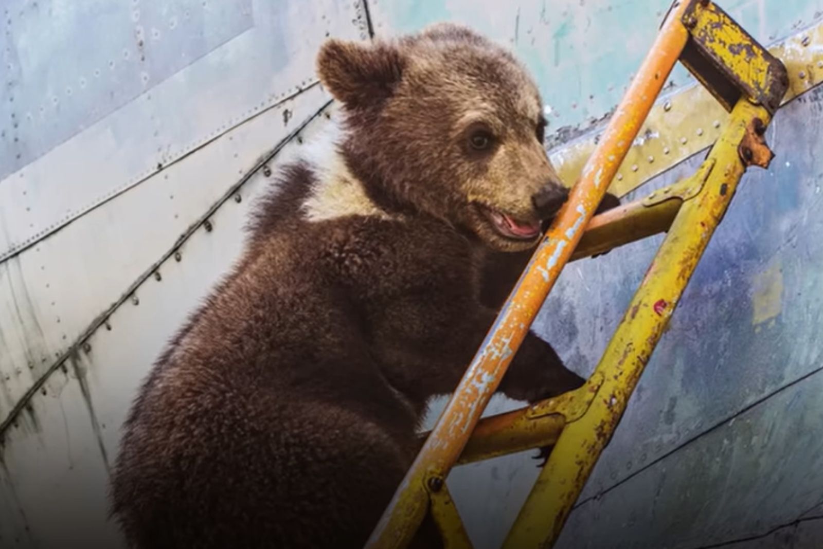 adorable bear cub