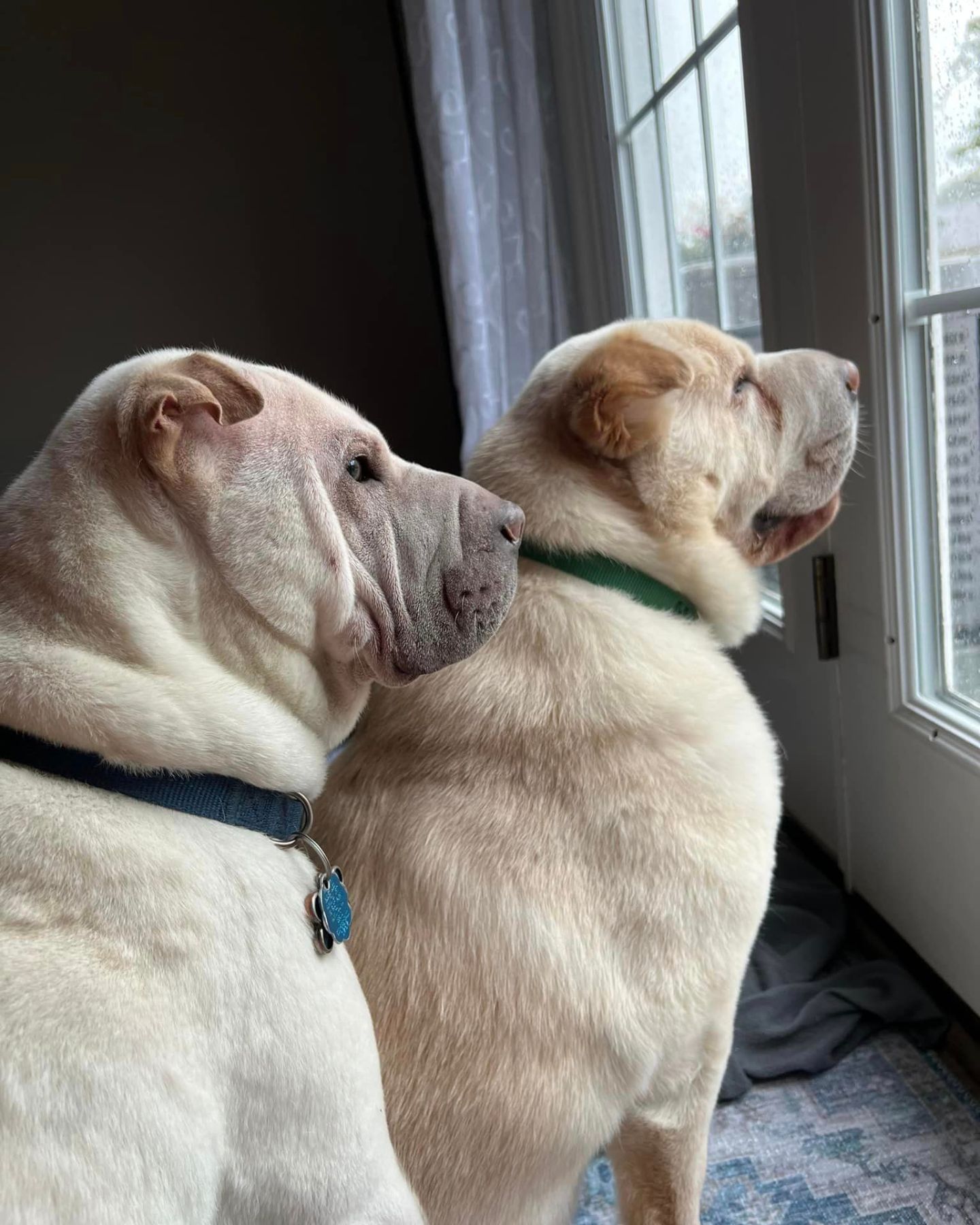 adorable white dogs