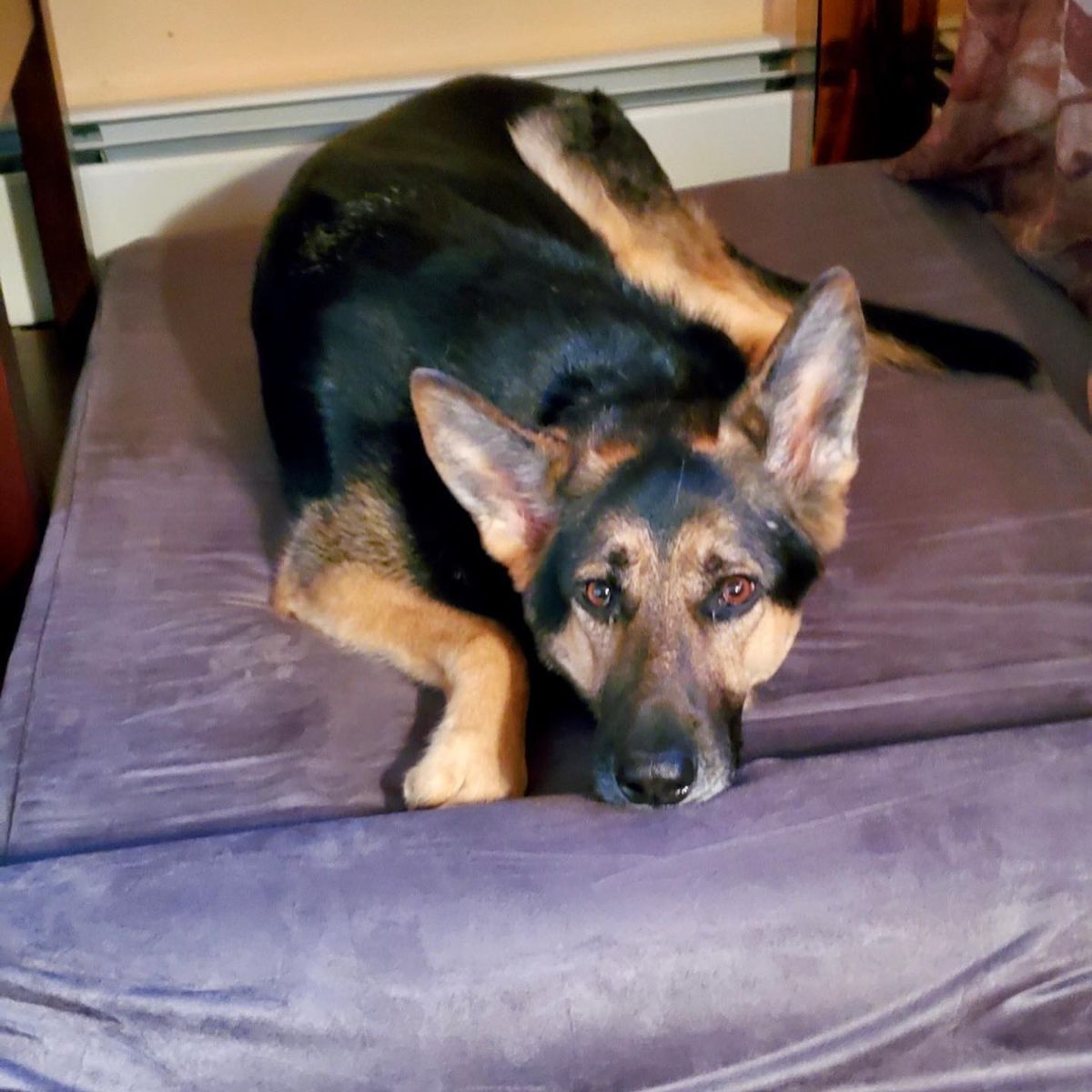 adult dog laying down