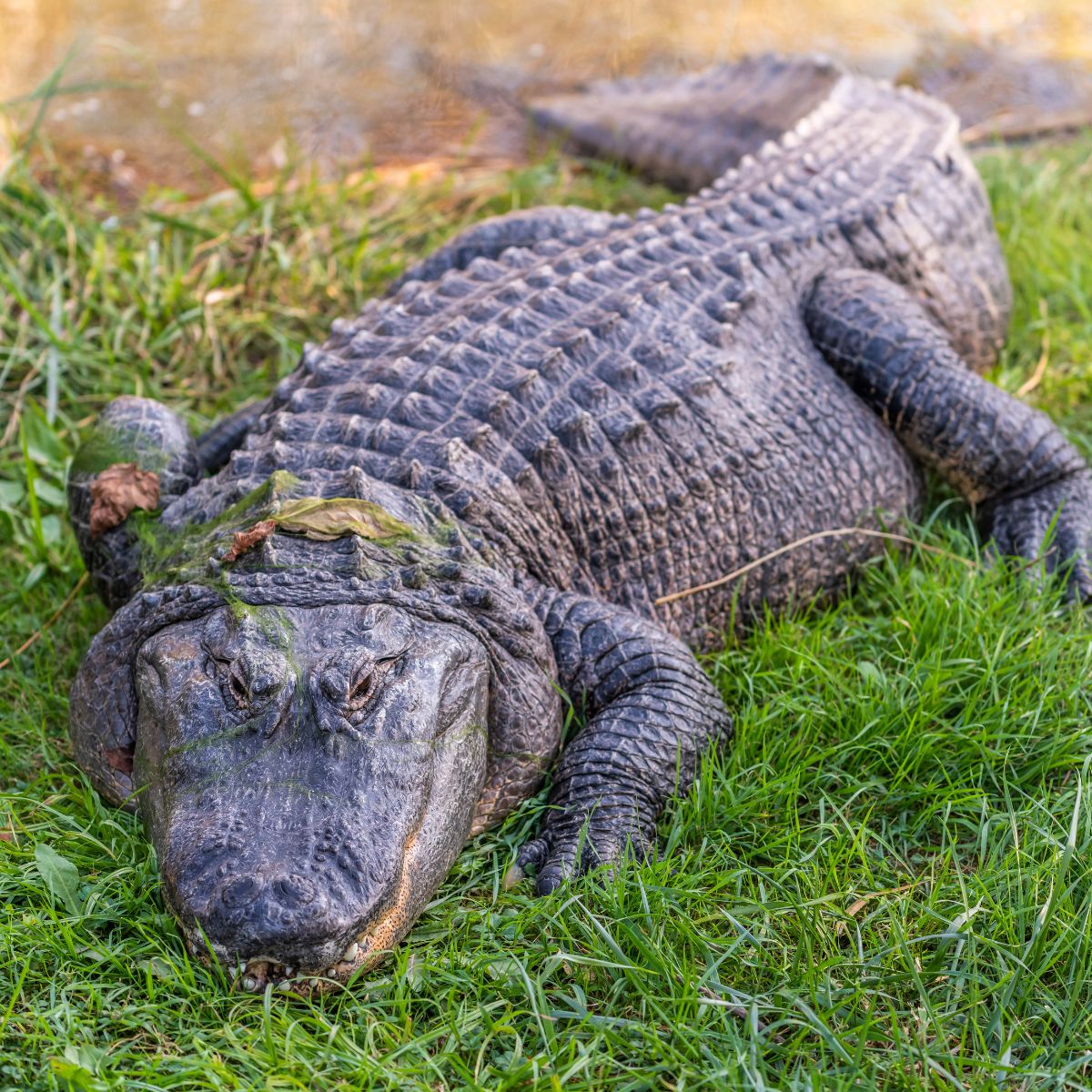 alligator