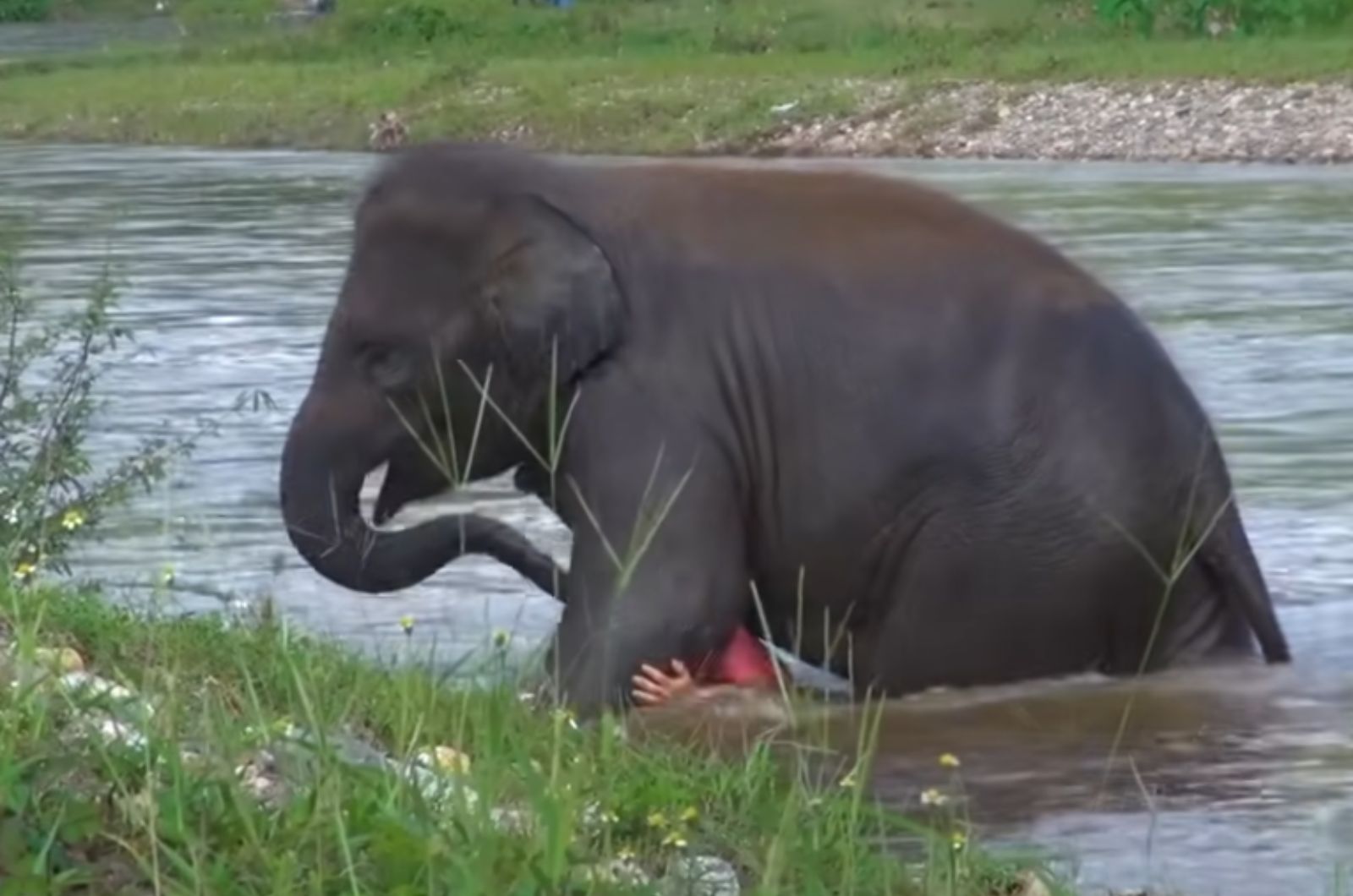 an elephant covered man in the river