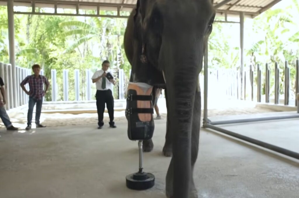 an elephant with a prosthesis is standing