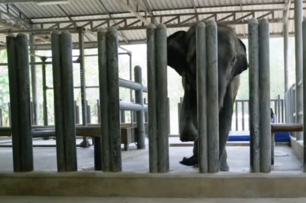 an elephant without a leg walks around the hall