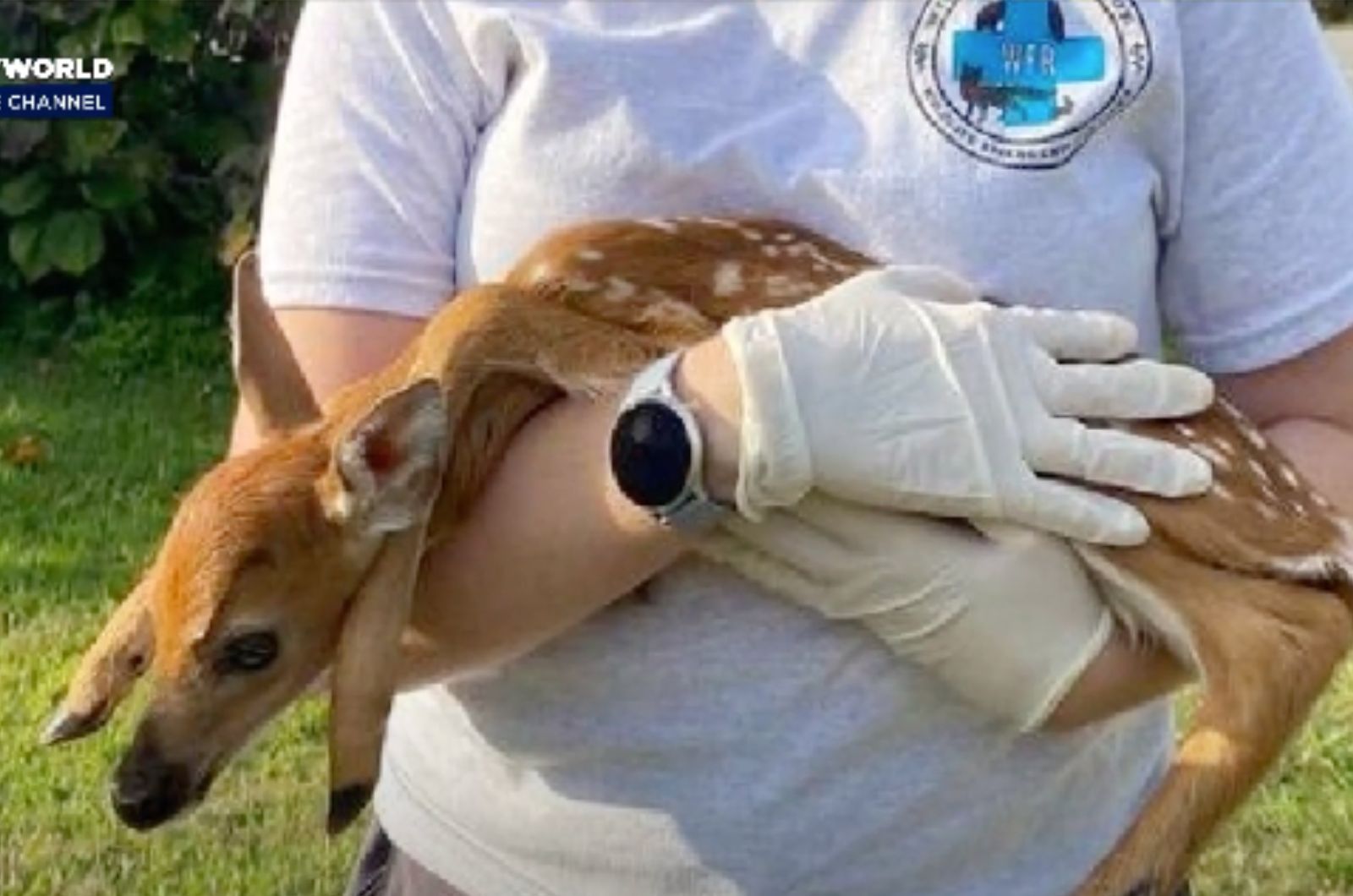 baby deer being held