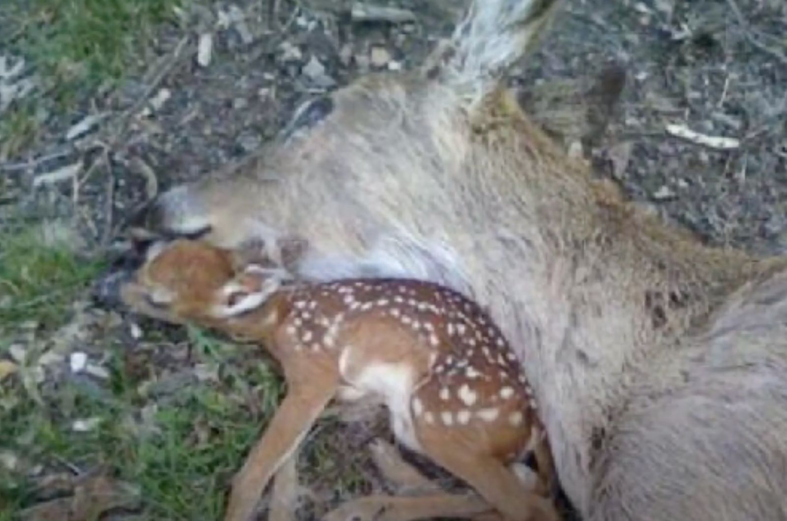 baby deer lying next to his mother