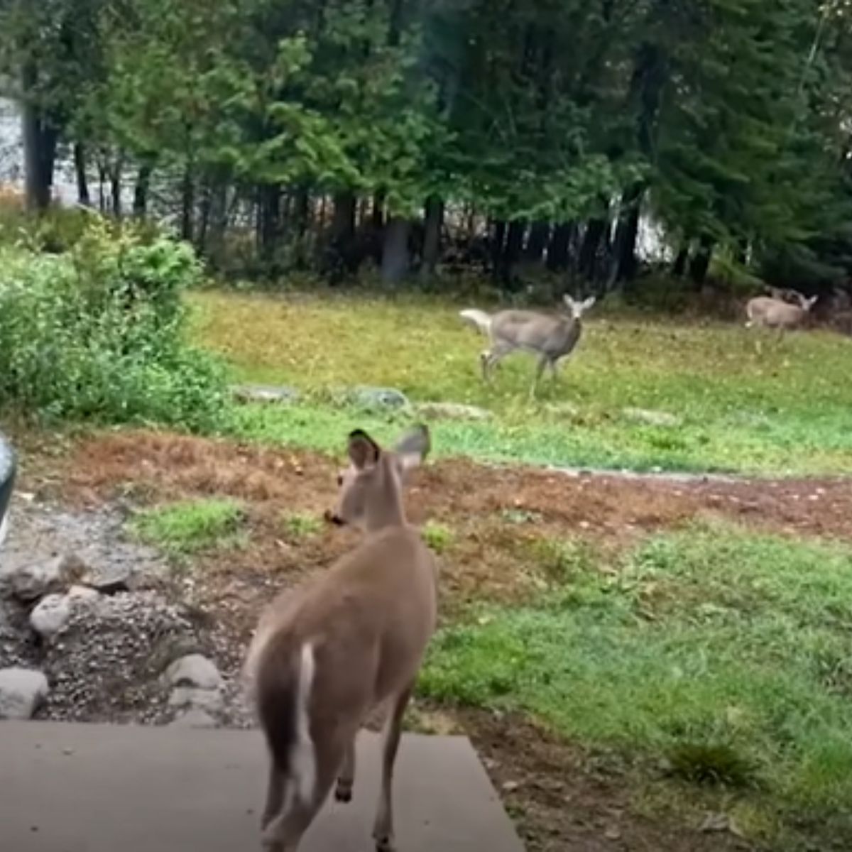 baby deer