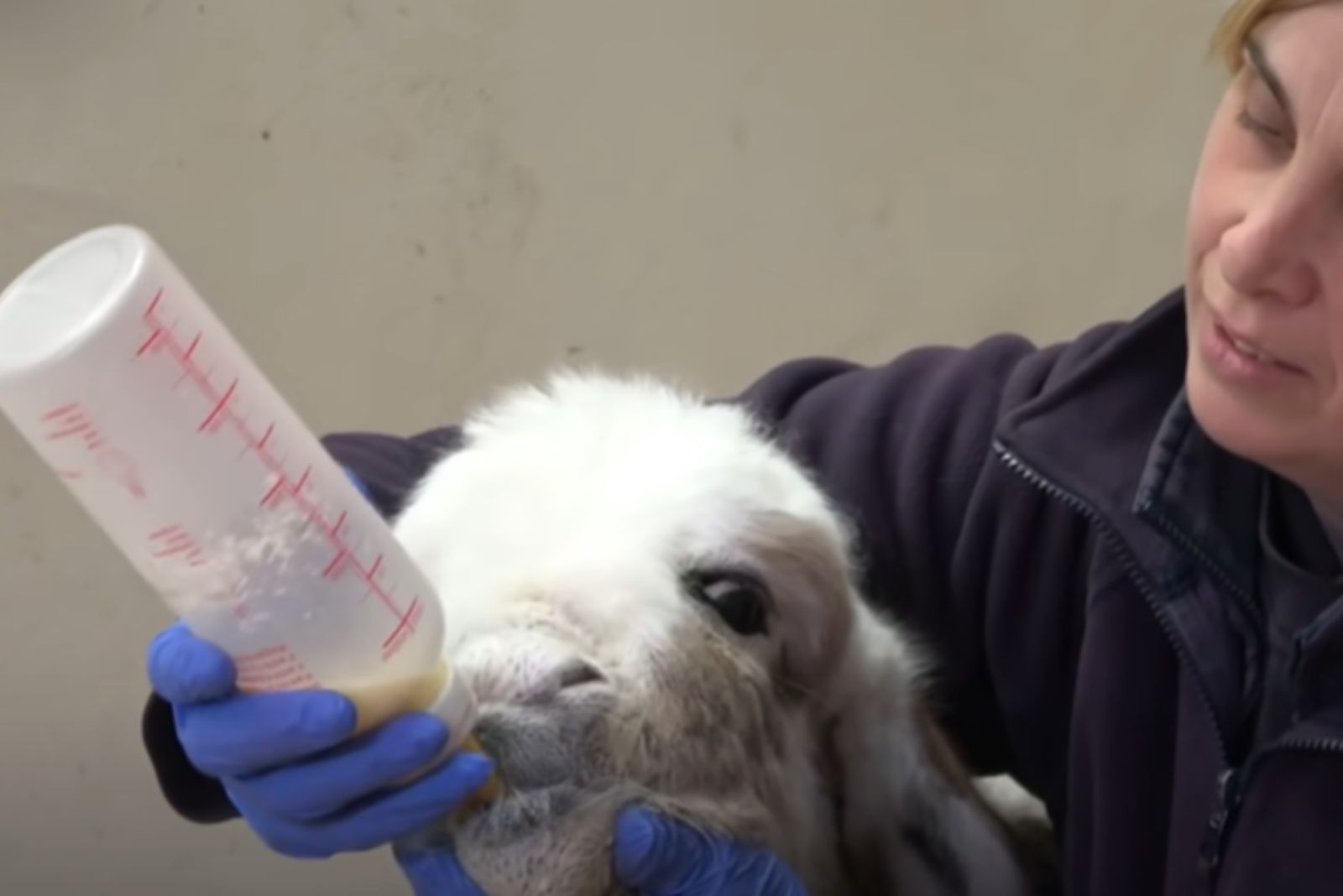 baby donkey fed with a bottle