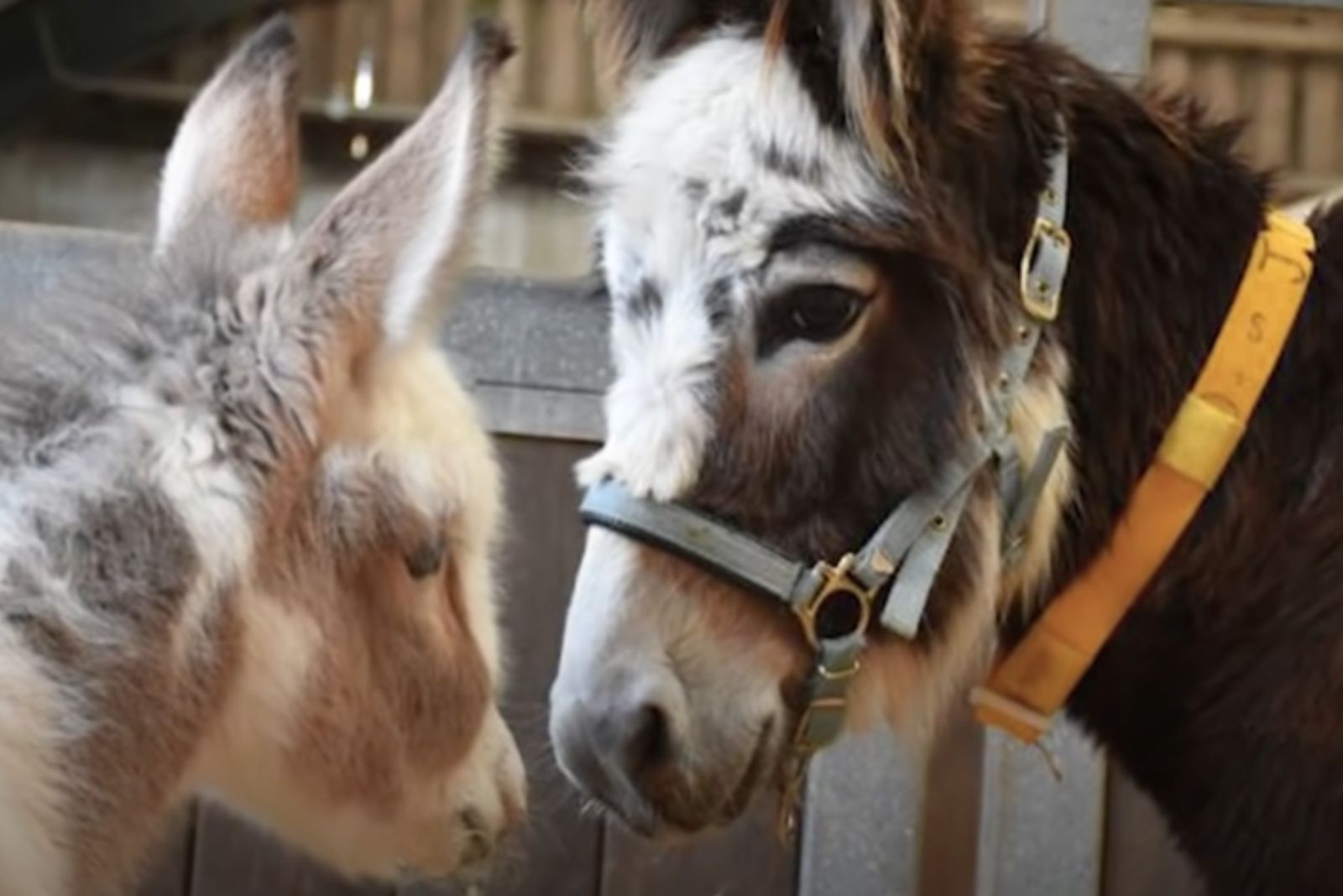 baby donkey looking at another donkey