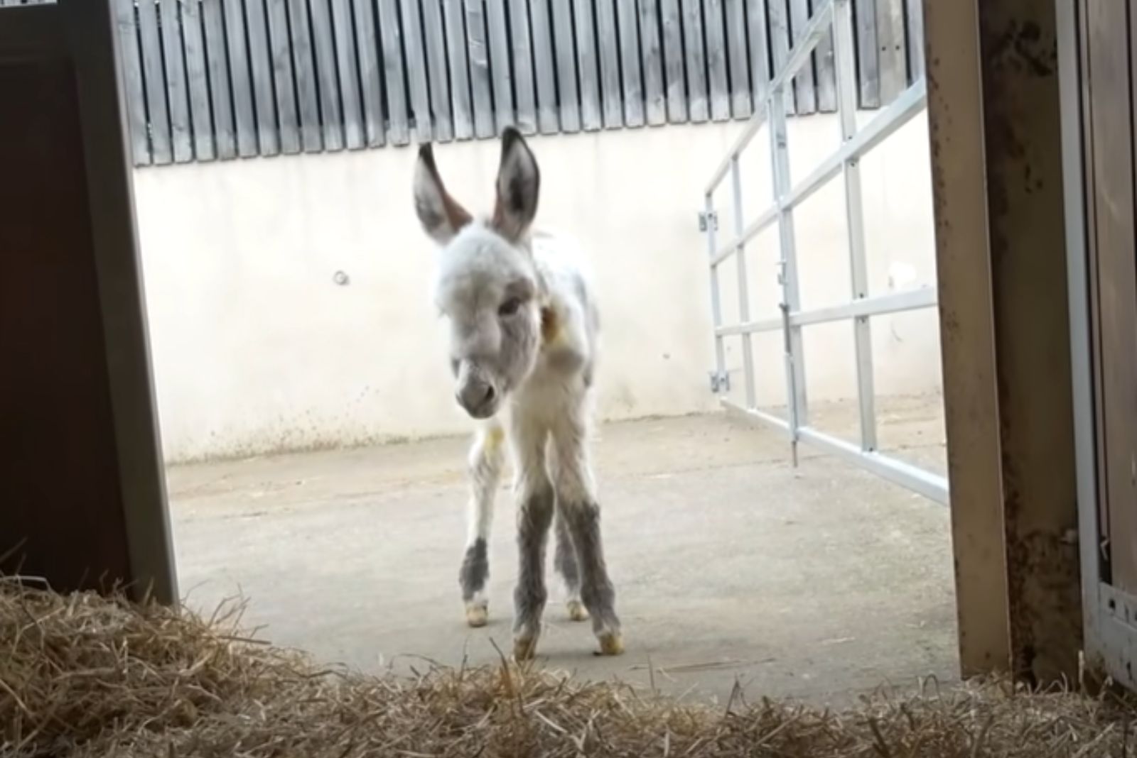 baby donkey named ben