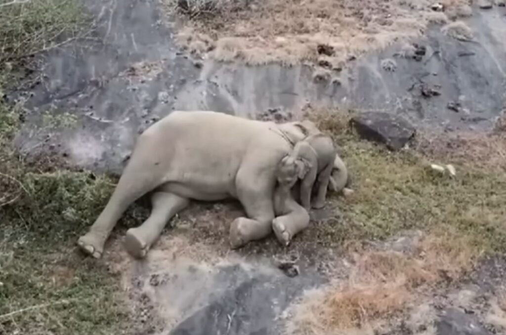 baby elephant lies in the arms of the mother elephant