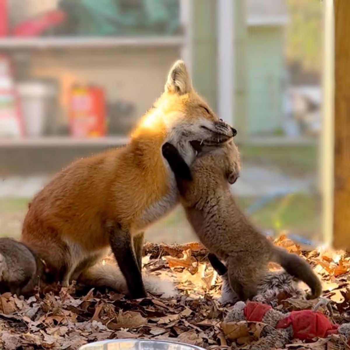 baby fox hugging mom fox