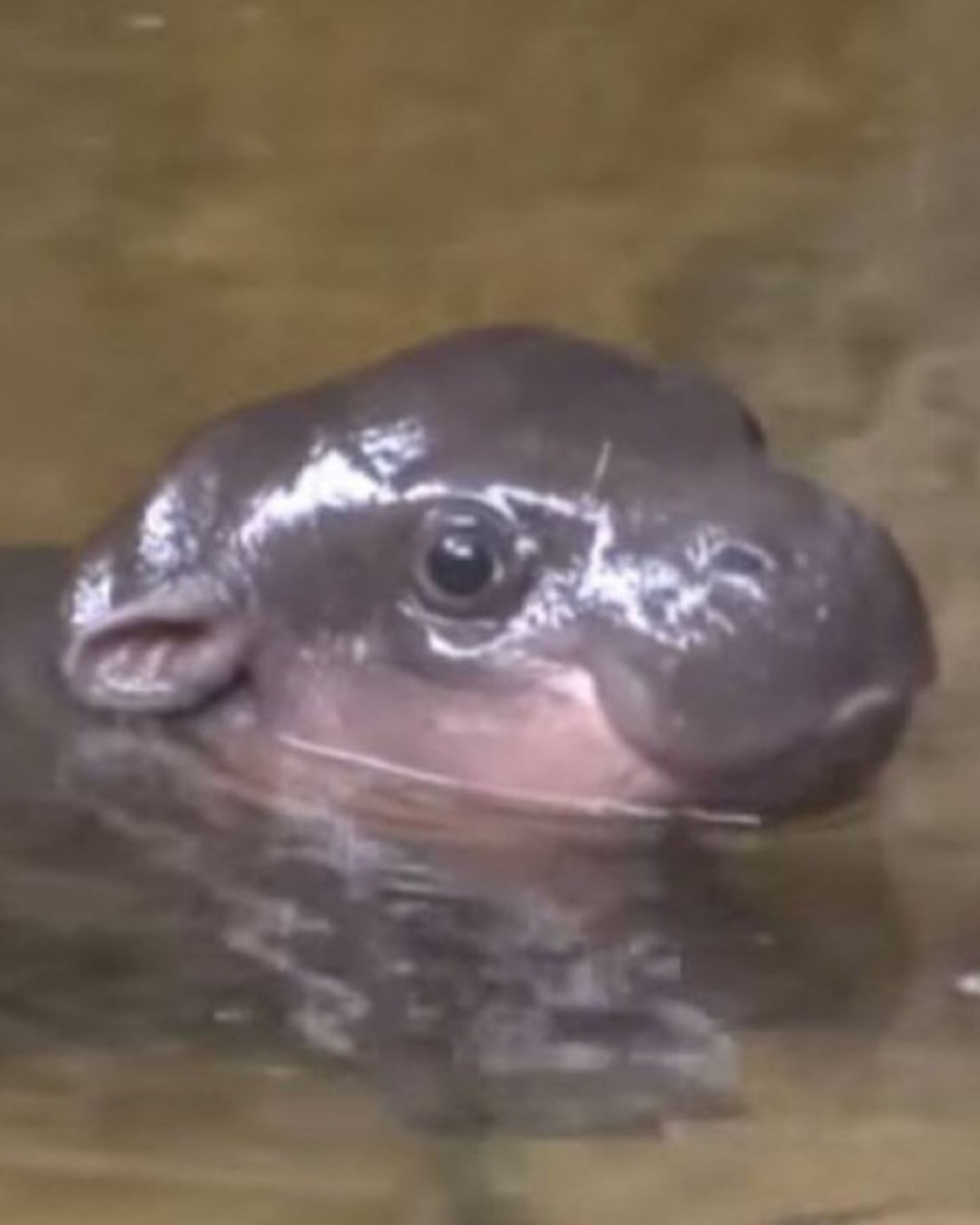 baby hippo in the water