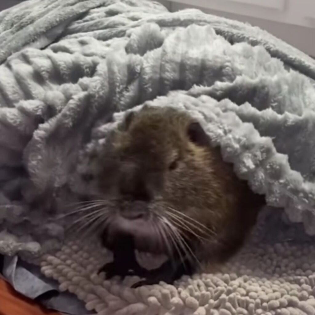 baby nutria wrapped in a blanket