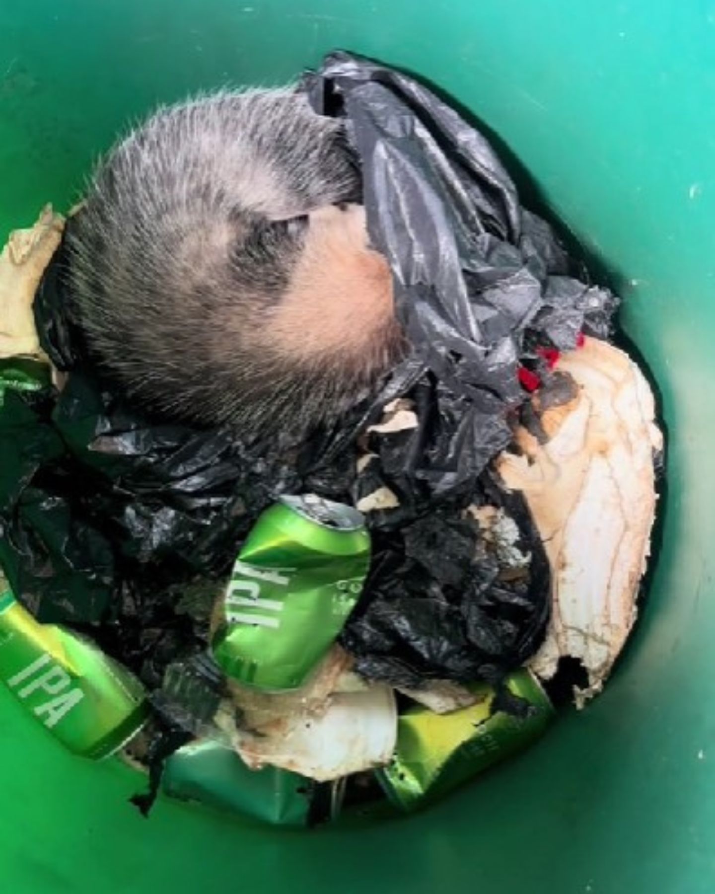 ball of hair in trash bin