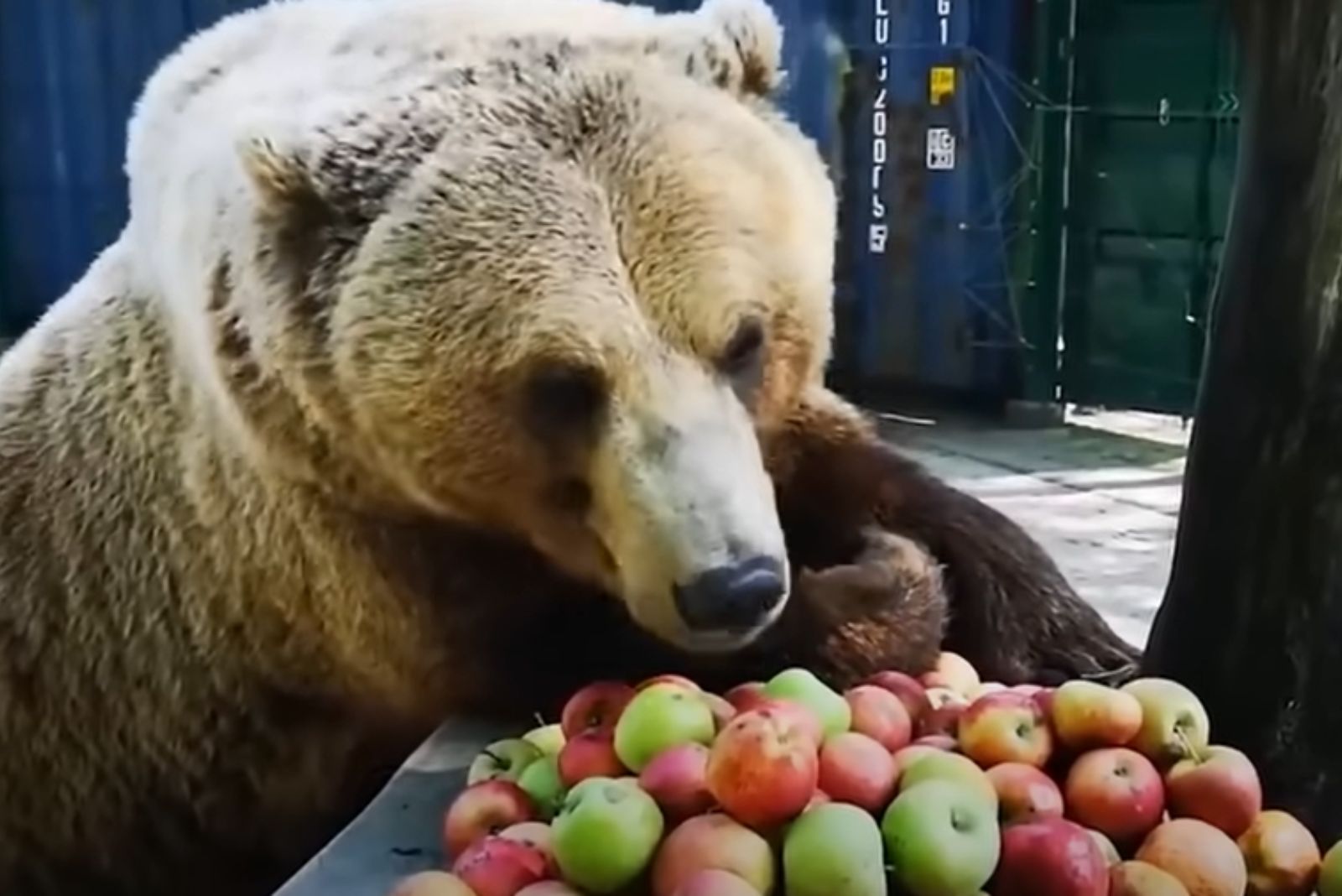 bear and apples