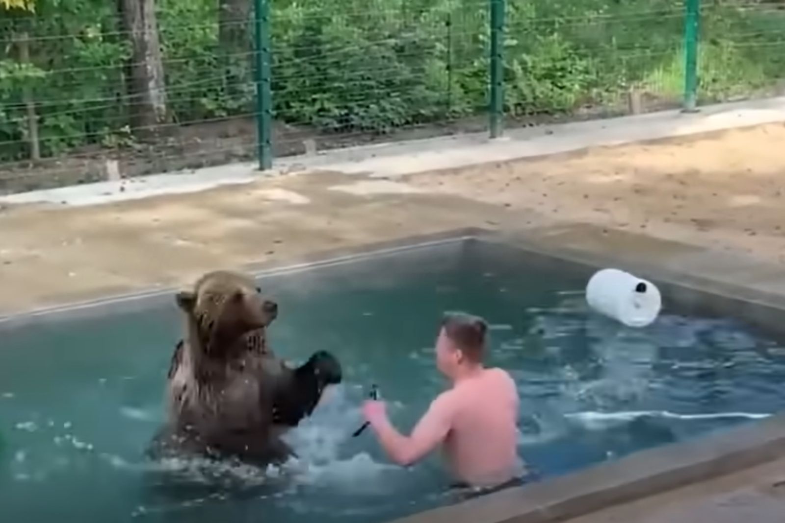 bear and man in pool