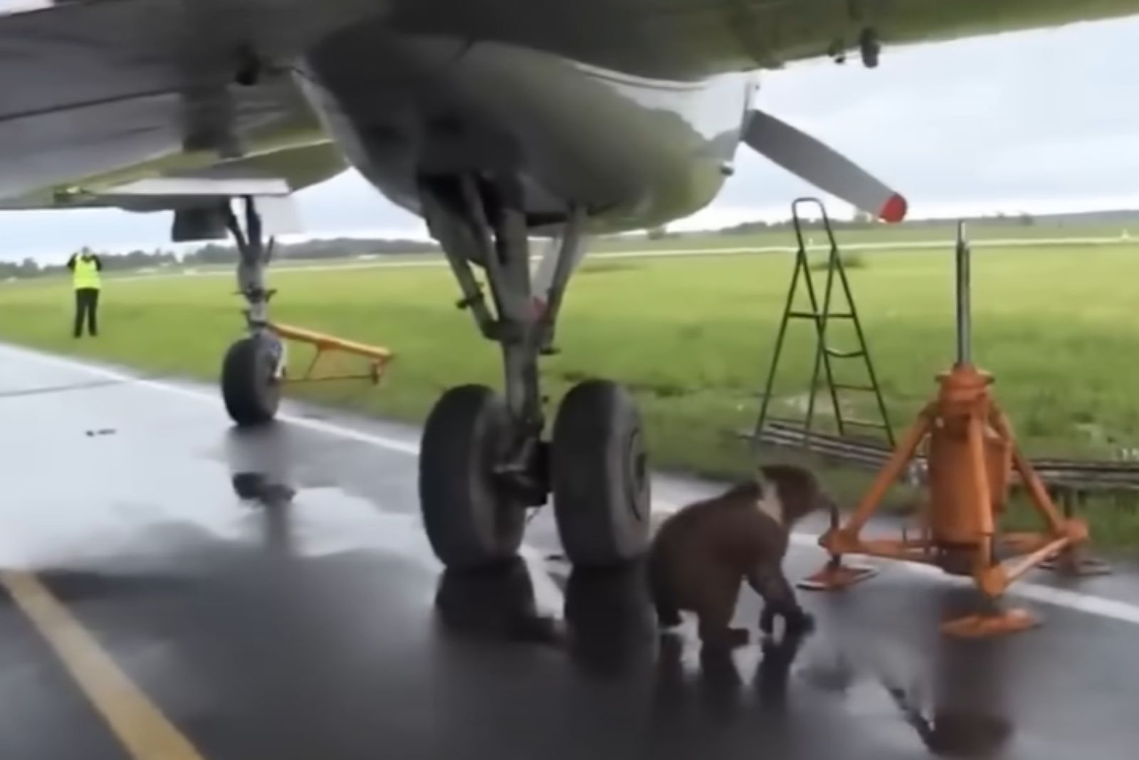 bear cub near airplane