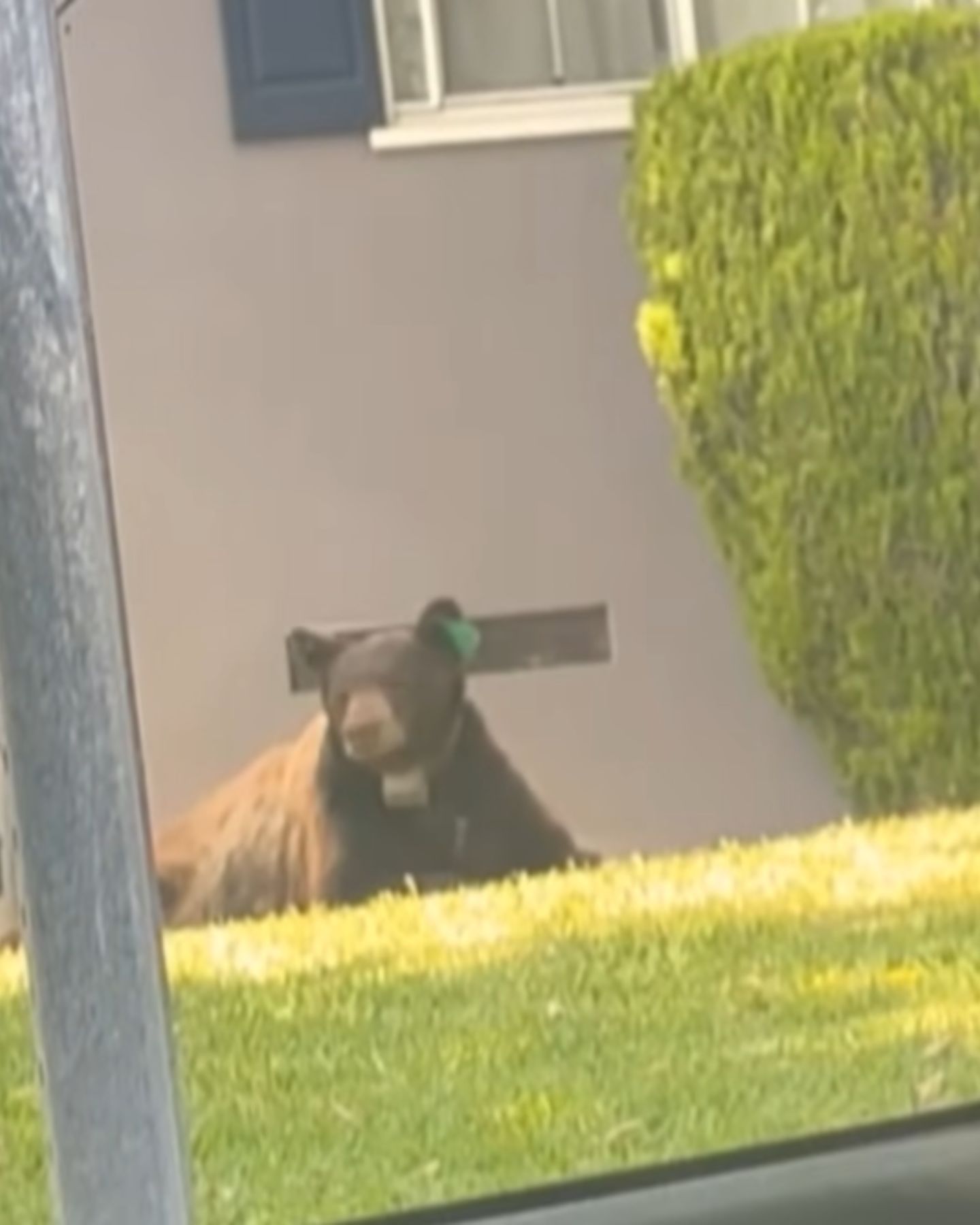 bear in the yard