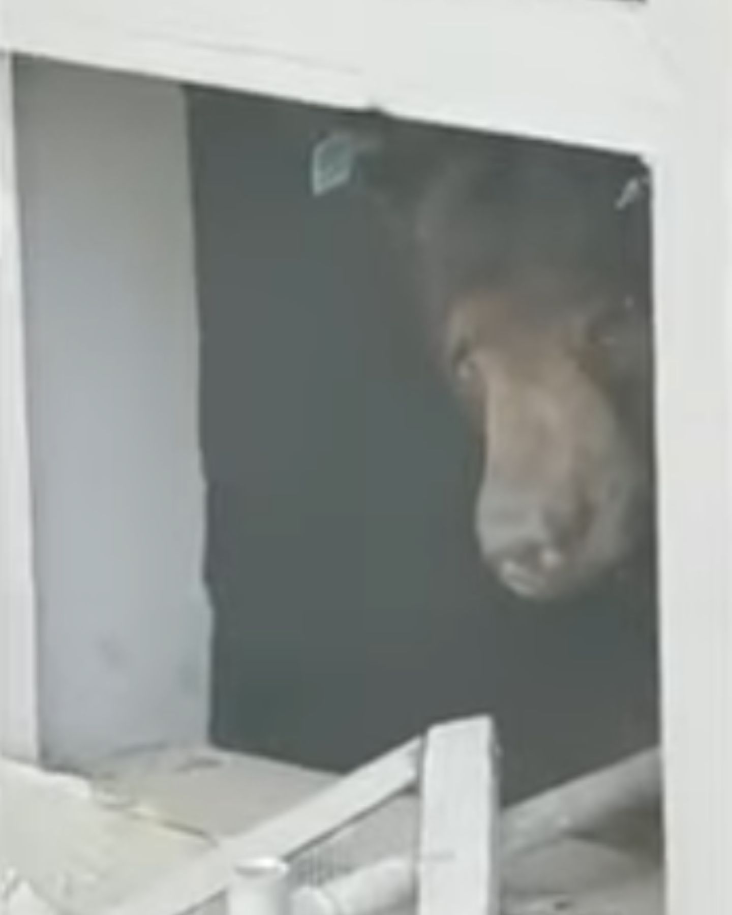 bear inside the house