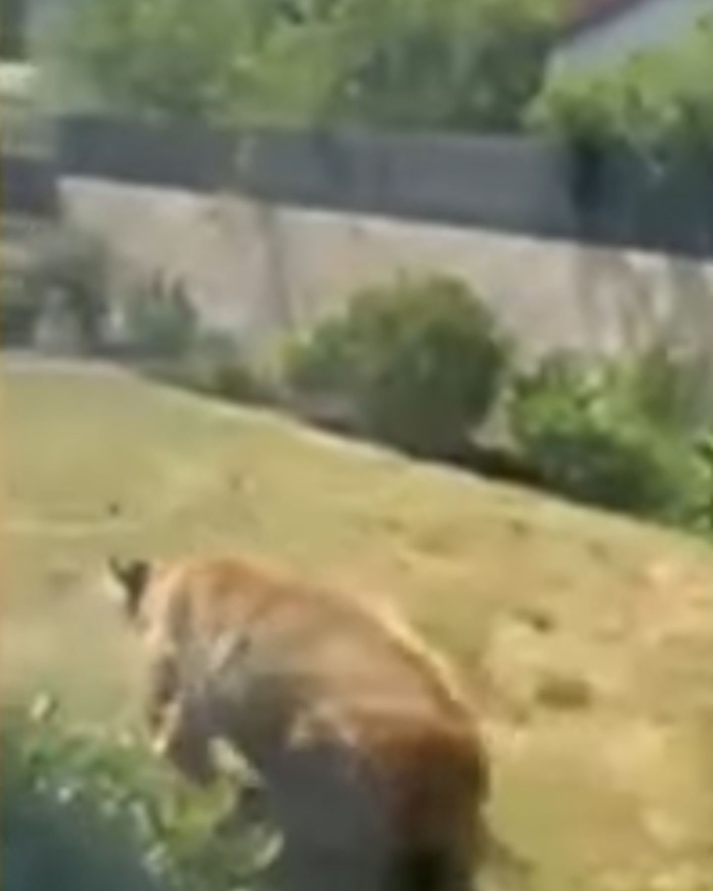 bear walking on grass