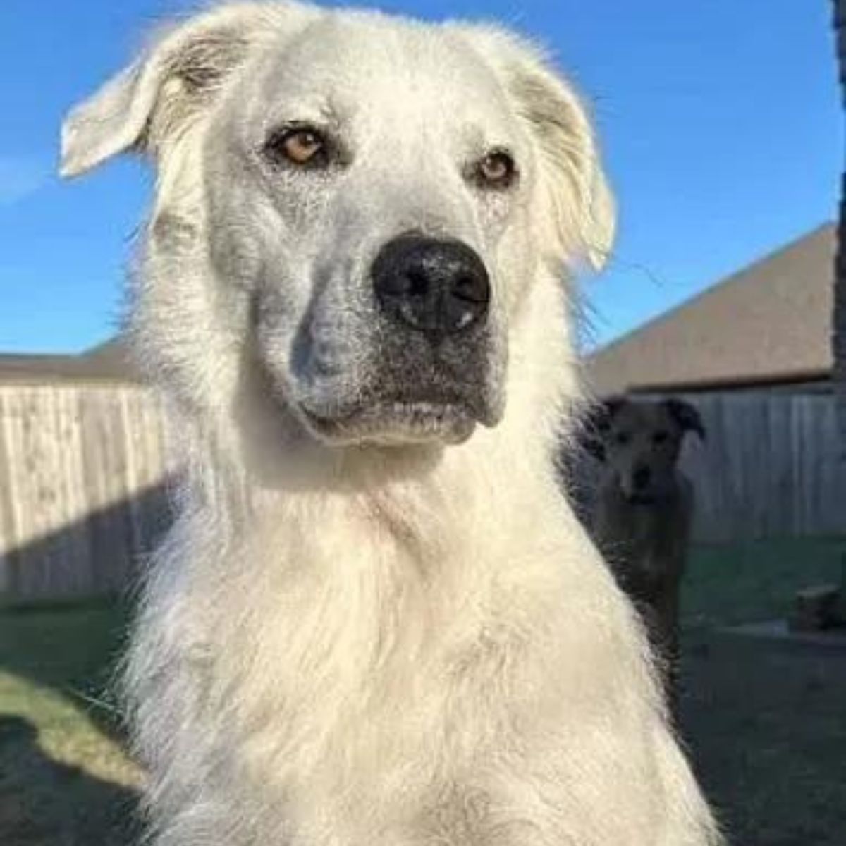 beautiful white dog