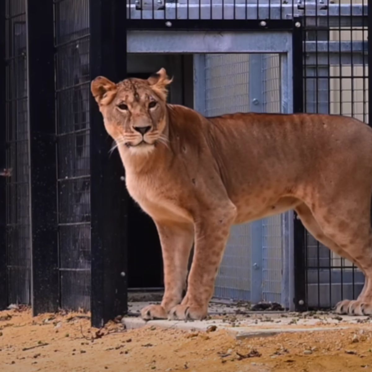 big lion standing