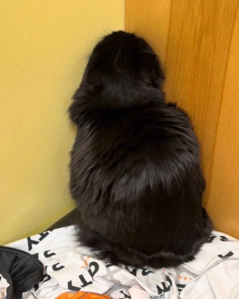 black cat facing the wall