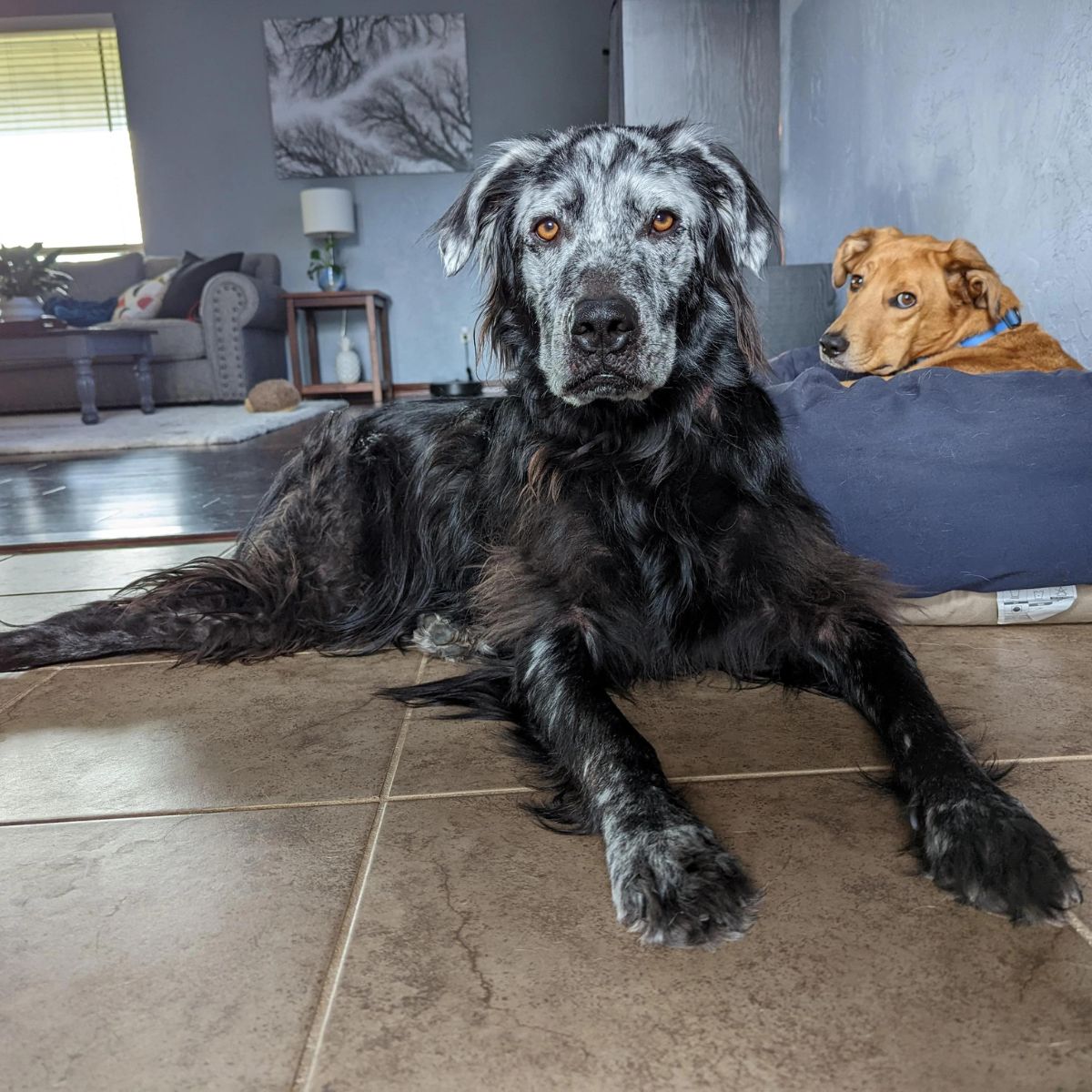 black dog with white face