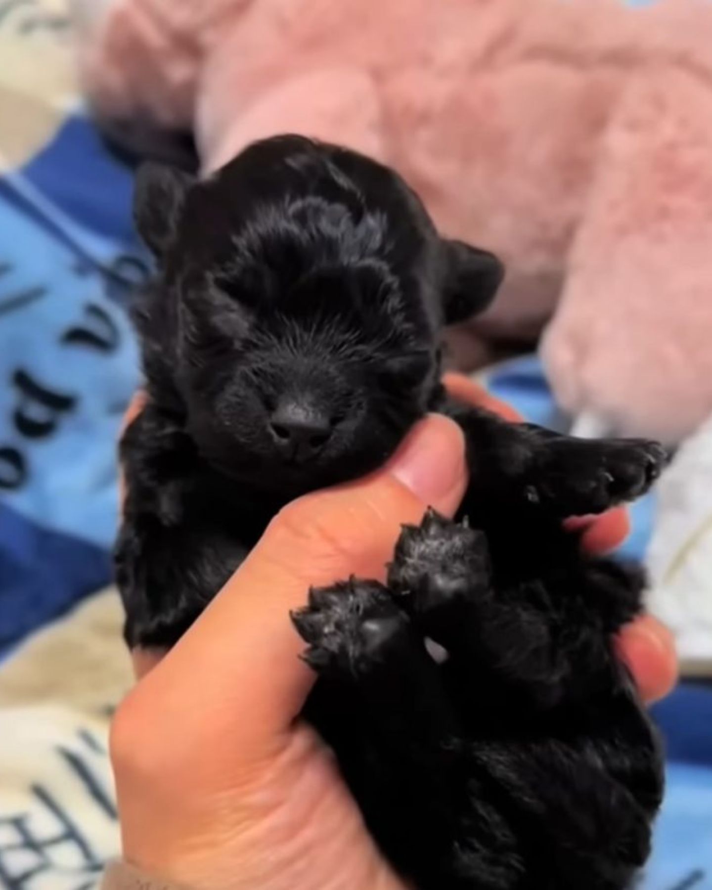 black newborn puppy in hand