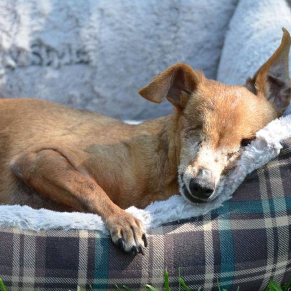 blind dog lying on couch