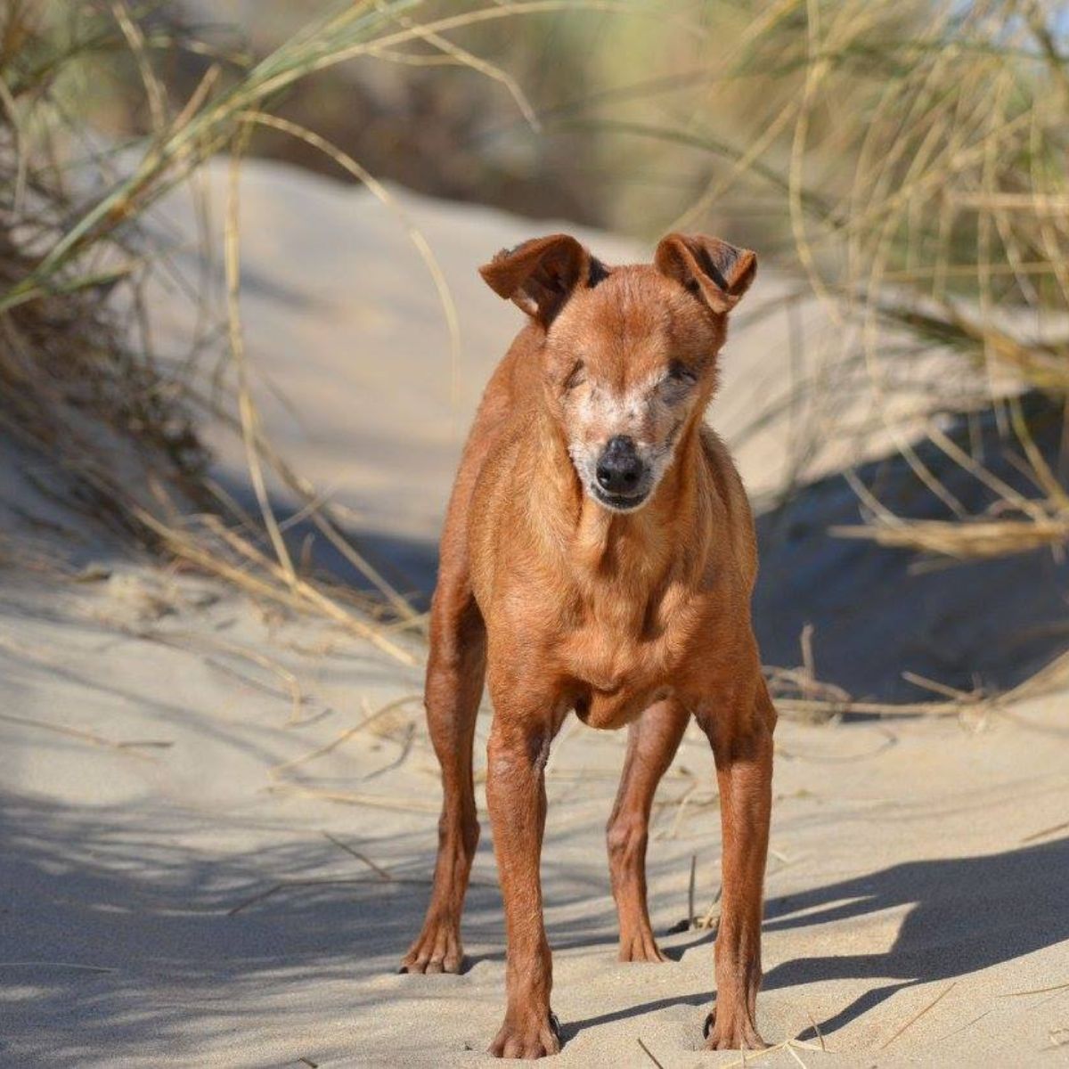 blind dog