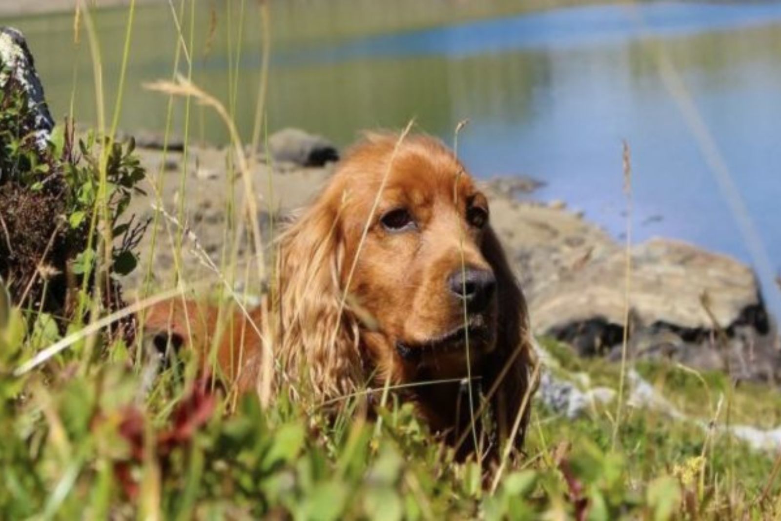 brown dog laying near river