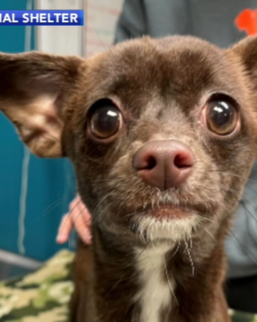 brown dog with big eyes