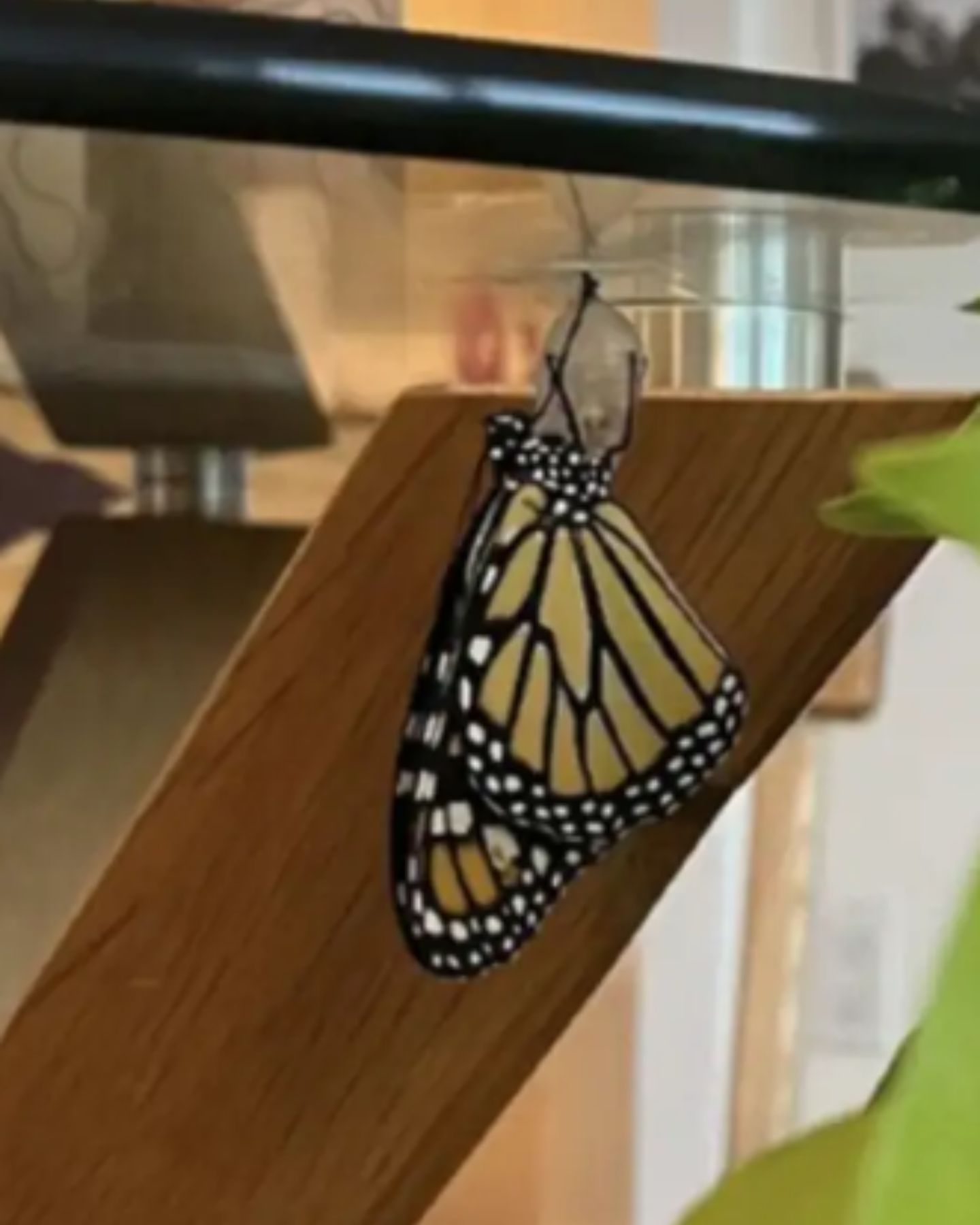 butterfly under the table