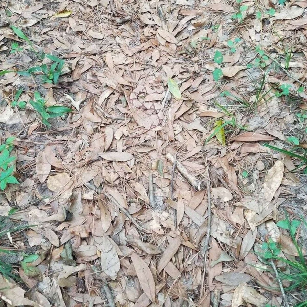 camouflaged snake