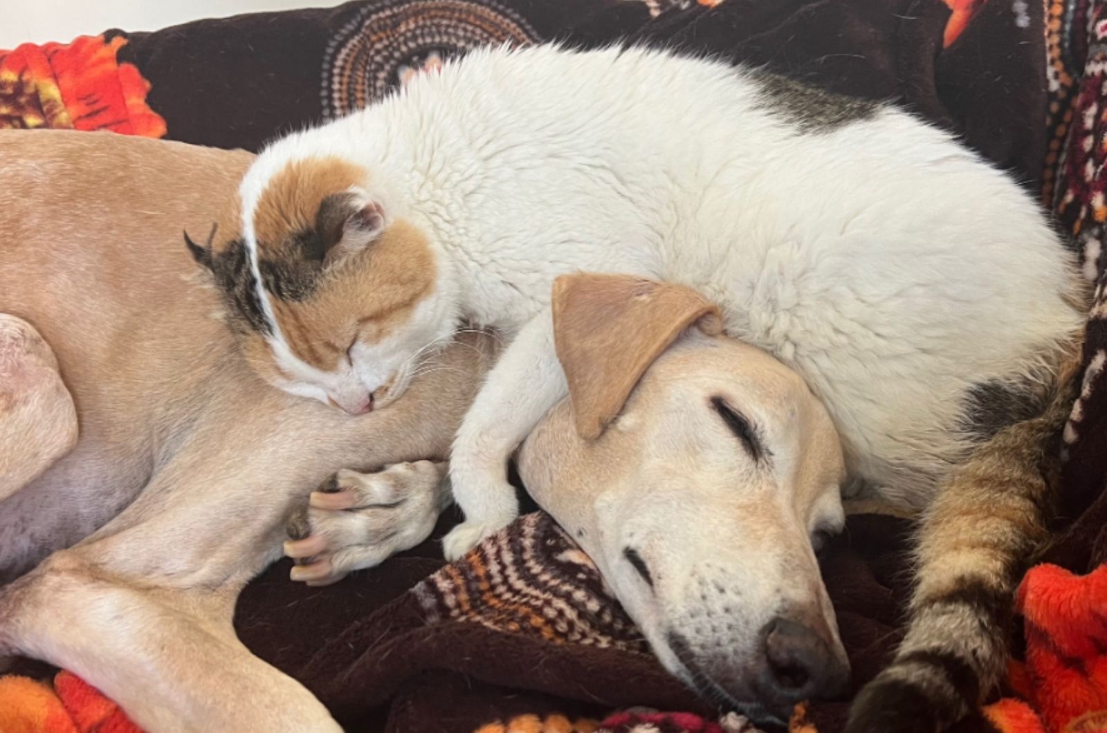 cat and dog cuddling