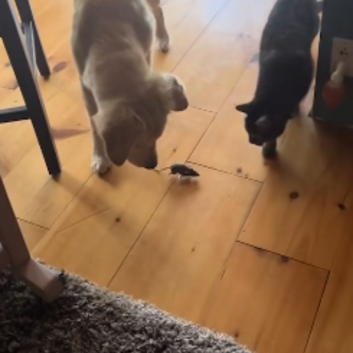 cat and dog looking at mouse