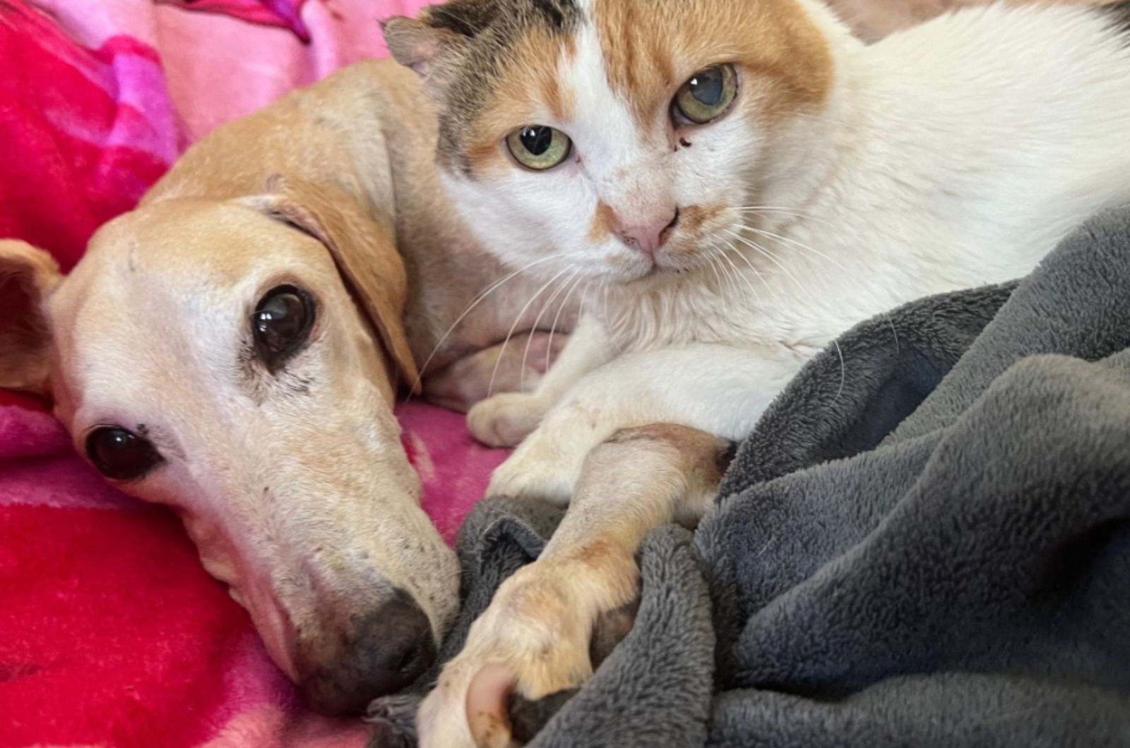 cat and dog lying together