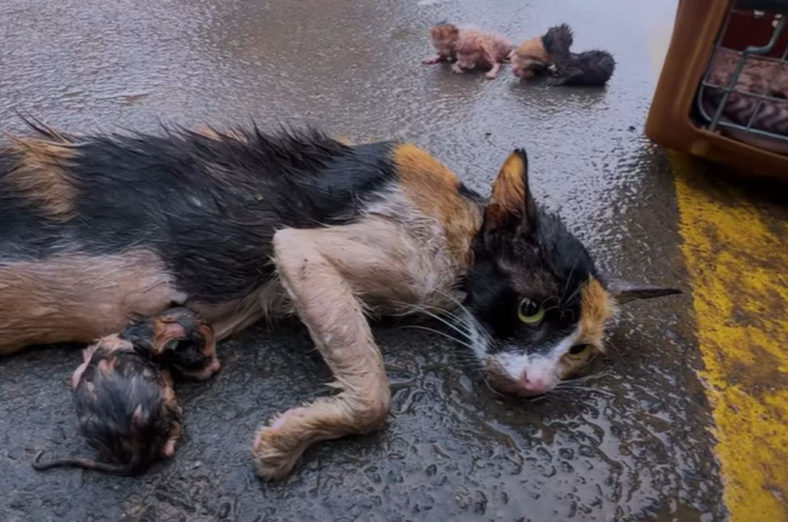 cat and tiny kittens