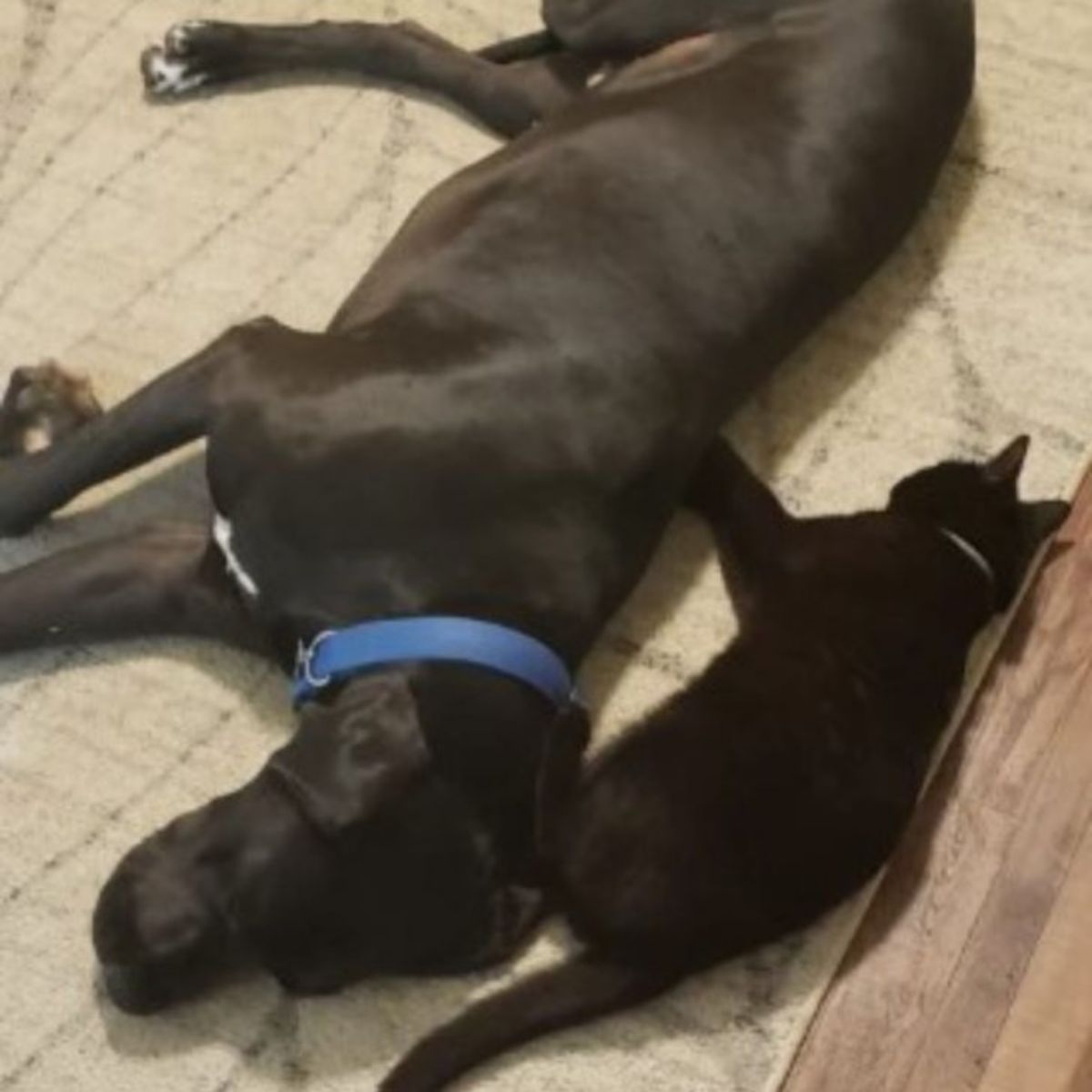 cat lying with dog