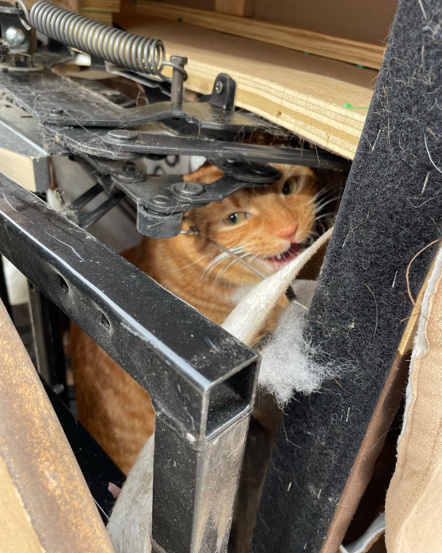 cat peeking from recliner